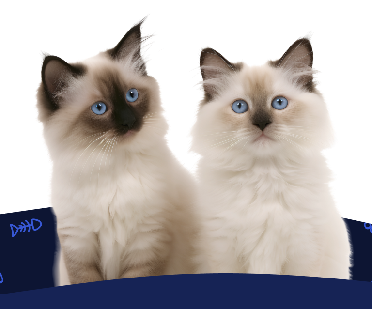 Get a Free Cat Insurance Quote Two brown and cream ragdoll kittens sit side-by-side under the text, 'Get a Free Quote!'