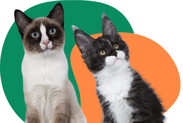 Find A Pet Insurance Plan Two cats look up curiously into the distance against a green and orange background.