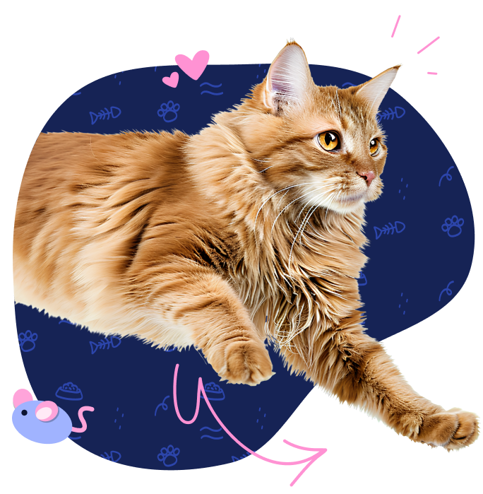 Cat Insurance Pet Insurance Quotes