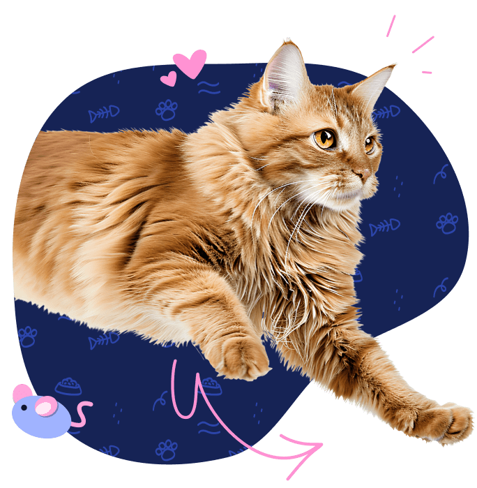 A long-haired chestnut-colored cat leaps out from a hand-drawn portal.
