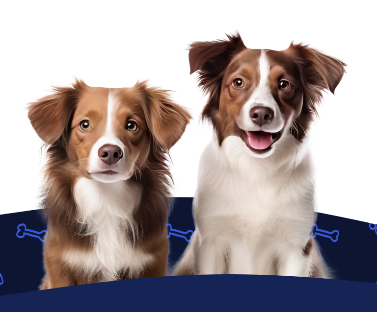 Get a Free Pet Insurance Quote Two brown and white dogs sit side-by-side under the text, 'Get a Free Quote!'