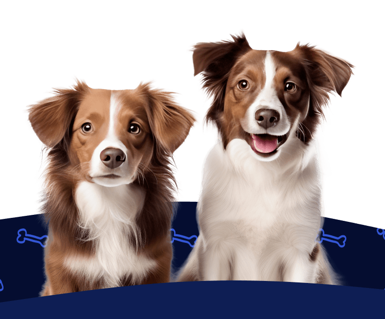 Two brown and white dogs sit side-by-side under the text, 'Get a Free Quote!'