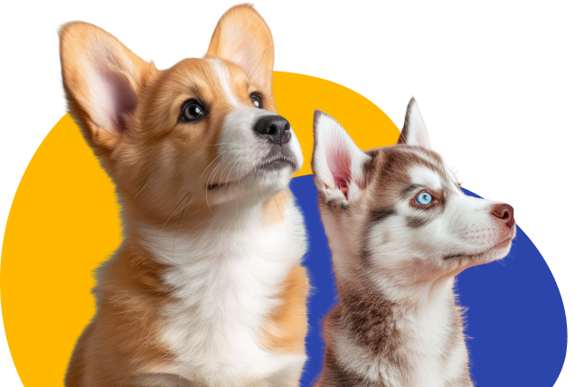 Find A Pet Insurance Plan Two dogs look up eagerly into the distance.