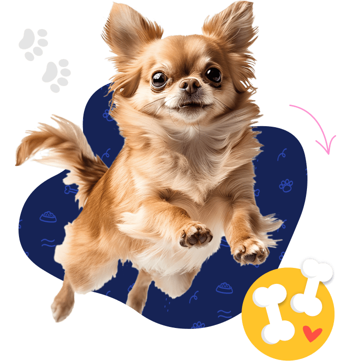 A golden long-haired chihuahua leaping surrounded by colorful doodles.