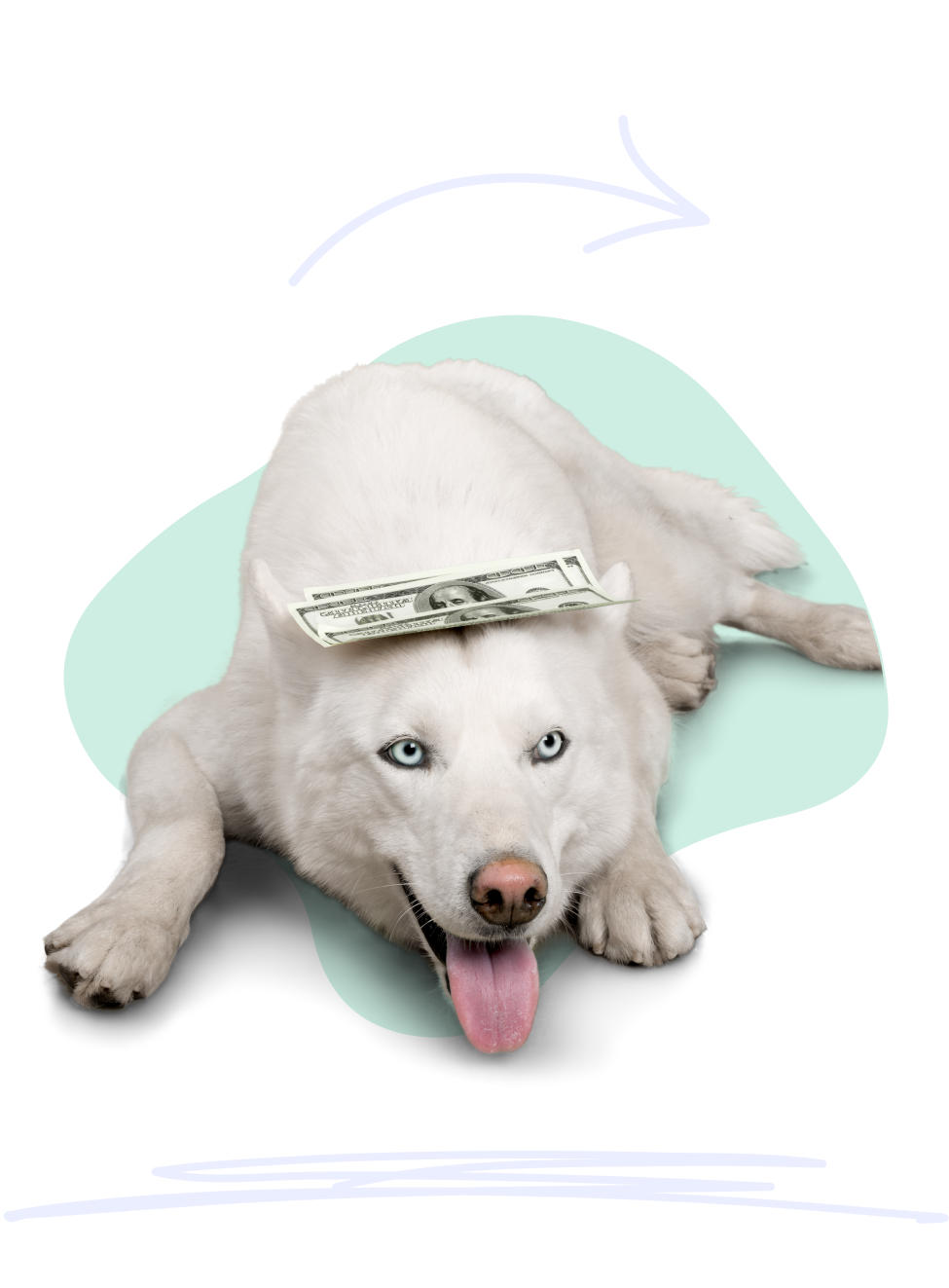 How Does Dog Insurance Work A large white dog lays down looking happy with a small stack of $100 bills stacked on its head.