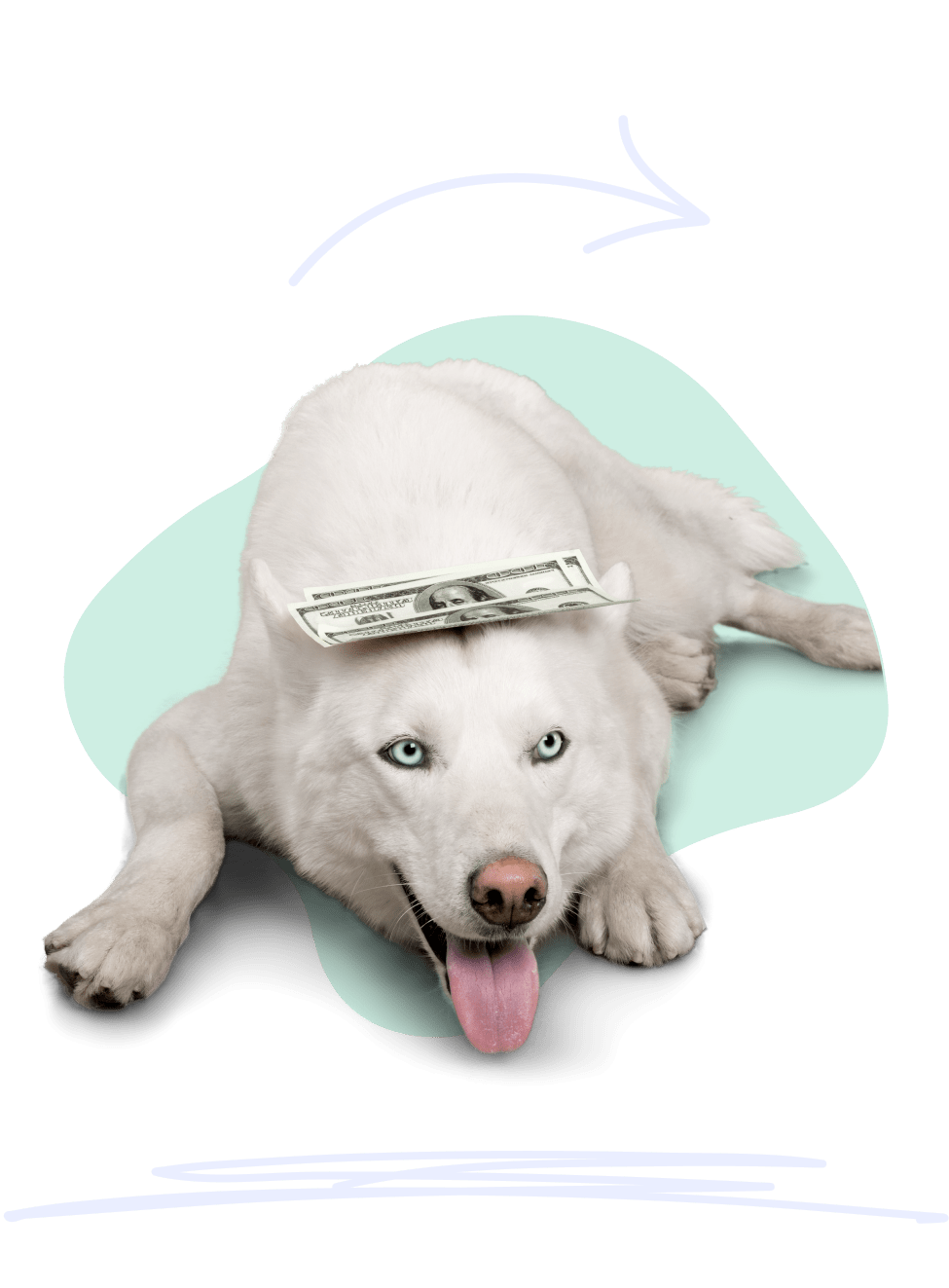 A large white dog lays down looking happy with a small stack of $100 bills stacked on its head.